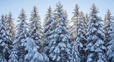 Snowy winter forest trees landscape background wallpaper christmas tree covered in snow nature scenery view
