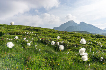 Wollgras wächst auf Hochmoor in den Alpen, Bergpanorama im Hintergrund