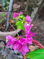 These vibrant bougainvillea blossoms whisper tales of a sun-drenched paradise.  Their delicate...
