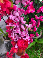 The interplay of deep pink and creamy white petals creates a captivating visual symphony.  A moment of serene beauty in the garden.