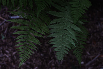 Close-up of two fern fronds hanging down, their intricate patterns highlighted against a blurred...
