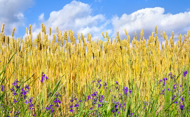 Field wheat in period in ripening with violet flowers weed on background blue sky with white clouds