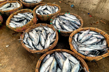 Fishermen's catches are organized and ready for export