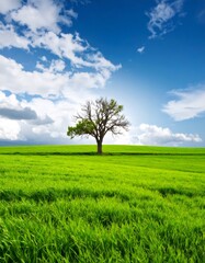 Lonely tree growing in green field under cloudy sky