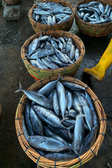Ready export fish to japan