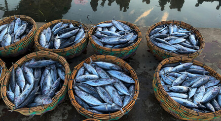 Fishermen's catches are organized and ready for export
