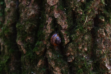 A close-up of a snail slowly crawling along a mossy tree trunk highlighting the complex texture of nature in a tranquil forest environment. Snail crawling along the bark of a tree trunk. © Александр Лебедько
