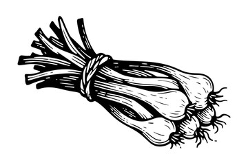 Onion vector engraving style illustration