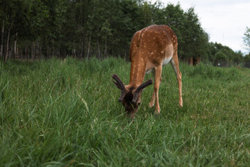 A deer with growing horns grazing on a lush grass in a serene meadow near a calm forest, enjoying a...