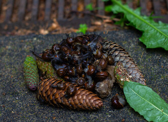 Many snails gather and crawl over pine cones, rocks and leaves on the forest floor, creating a fascinating picture of small wonders of nature. A large number of snails have gathered in a large lump.