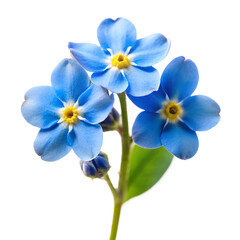 A delicate blue forgetmenot flower isolated on transparent background