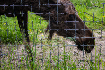 Elk behind the fence in the zoo. The elk is slowly grazing behind a wire mesh fence, enjoying fresh...