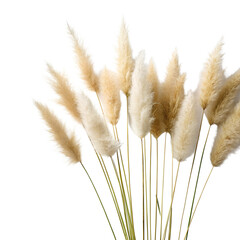 A fluffy beige pampas grass bouquet isolated on transparent background