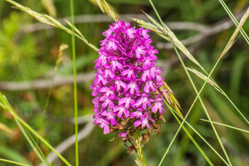orchid in a meadow in the hills of the Frech region of the Drome in summer