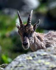 Bouquetins des Alpes femelle dans le massif du Mercantour au printemps