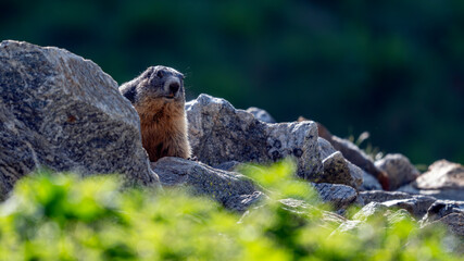 Marmotte dans le Parc National du Mercantour au printemps émergeant de son terrier