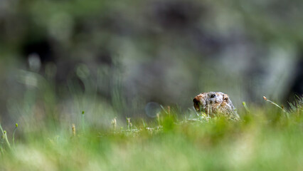 Marmotte dans le Parc National du Mercantour au printemps émergeant de son terrier