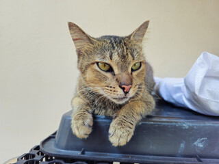 Tabby cat with piercing green eyes lying on a white sack, gazing directly at the camera against a...