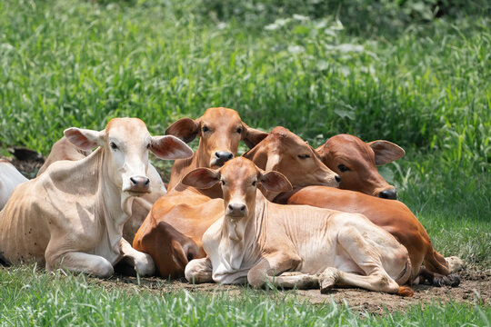 Group of Brahman calves resting on the ground in a grassy field, looking alert and relaxed.