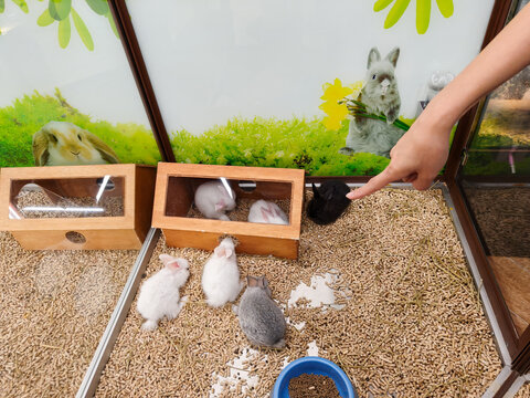 Multiple baby rabbits inside a pet enclosure with wooden shelters, food pellets on the floor, and a person pointing at a black rabbit near the wall.