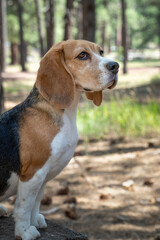 Beagle dog in the woods posing for a portrait