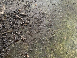 A natural ground background of dark, damp earth with scattered wet dirt, small stones, pebbles, and...