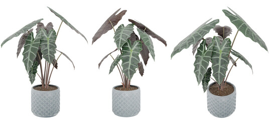 Detailed 3D Alocasia Polly plants, featuring unique foliage in stylish planters, ideal for elegant...