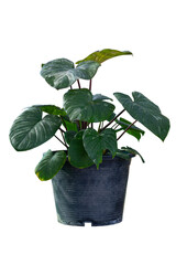 Homalomena Rubescens Variegated is growing in black plastic pot isolated on white background included clipping path.