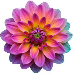 Macro close up of a vibrant pink and yellow dahlia flower with intricate petal details and a gradient of colors isolated on transparent background