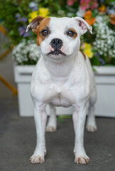 Staffordshire bull terrier standing for the camera