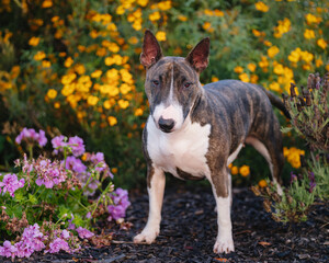 Mini bull terrier posing in a garden of flowers