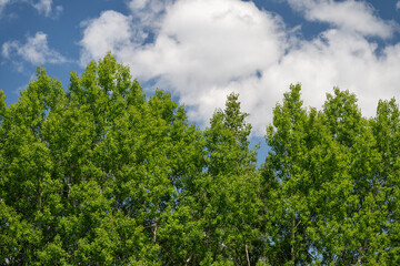 Upper parts of poplar trees with new leaves and a cloudy sky in the background, captured in 