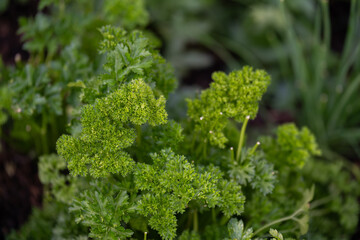 Curly parsley (Petroselinum crispum) growing outdoors in a garden, showing its lush green ruffled...
