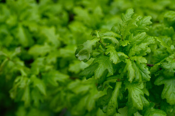 Fresh young green oak leaves with water droplets after rain, captured in natural outdoor light, 