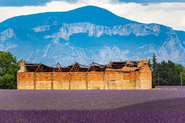 Farben der Provence; F, Provence, blühende Lavendelfelder im Sommer mit alter, eingefallener Feldlagerhalle; F, Provence, Plateau de Valensole