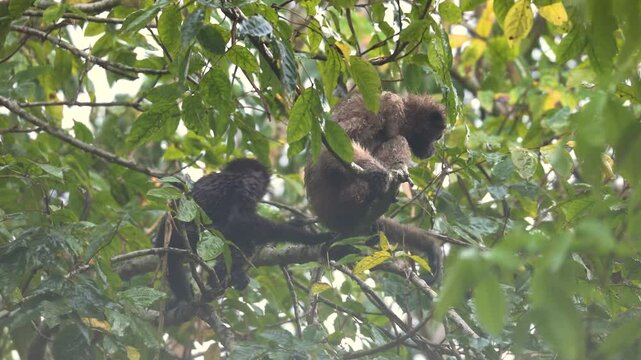 Hoolock Gibbon mother and sub-adult male getting drenched in the torrential rain in the forest of Kaziranga National Park, Assam, India