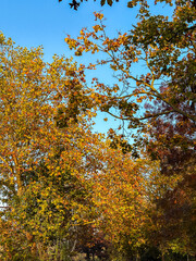 Street view of Bois de Vincennes, France