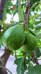 Young green guava fruits hanging on a tree branch in the garden