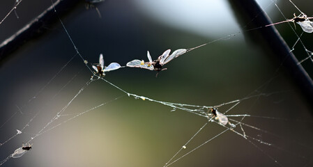 insects trapped on a spider web