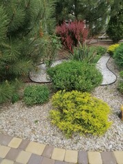 vertical photo Decorative bushes arranged in landscaped flower bed with bark mulch. Colorful bushes in organized garden composition. Bushes shaped for aesthetic landscaping in outdoor space.