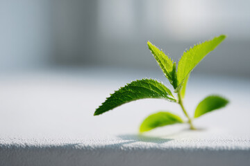 single green plant on light table bathed in soft natural light