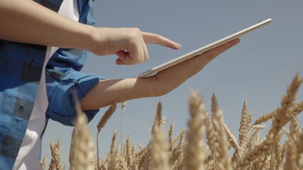 farming. farmer digital tablet field with wheat. harvesting farm. farming concept. working farmer...