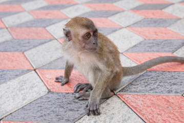 Monkeys are in the tourist area near the forest