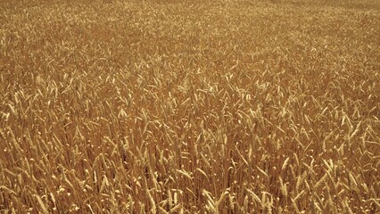 agriculture, wheat field in rural farmer's land, business technology for growing rye on...