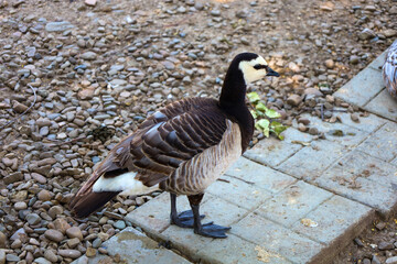 A dark goose with a white head and black neck stands on paving stones, next to which lies fine gravel. The bird looks to the right, displaying its characteristic plumage and calm posture, highlighting
