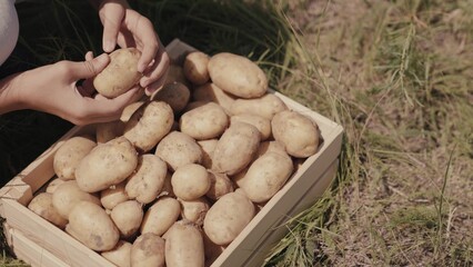 a farmer is sorting ripe potatoes in a wooden box, agriculture, an agronomist on rural land,...