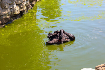 A black swan rests in a body of water with green, algae-covered water, creating a peaceful image on a hot, sunny day. The shot showcases the bird's elegance against a rocky bank, emphasizing its grace
