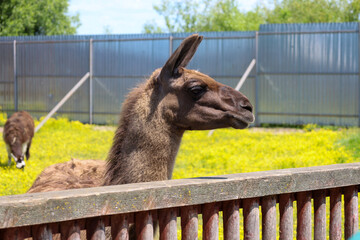 A brown llama observes the world from behind a wooden fence. The animal is set against a bright,...