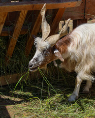 This majestic goat with long, twisted horns and fluffy fur enjoys fresh grass near a wooden feeder....