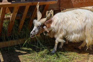 A long-haired goat with curved horns enjoys fresh green grass near a wooden feeder. Its white and...
